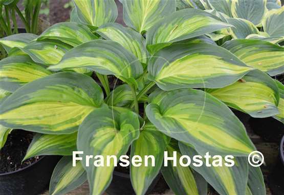 Hosta Happy Hour